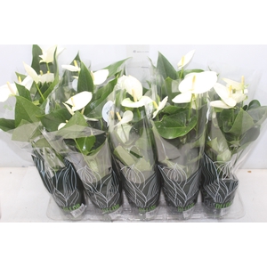 ANTHURIUM SUCCESS WHITE P12 BRANCO