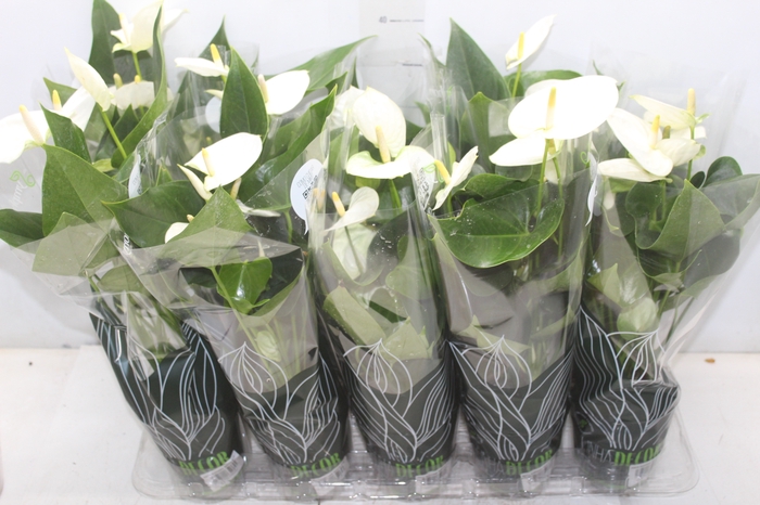 <h4>ANTHURIUM SUCCESS WHITE P12 BRANCO</h4>
