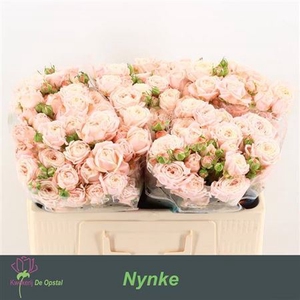 R Tr Nynke