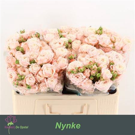 <h4>R Tr Nynke</h4>