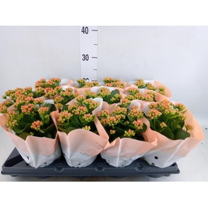 Kalanchoe blos.   ..rosebud