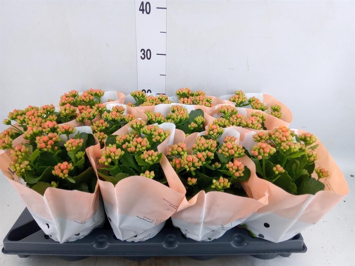 <h4>Kalanchoe blos.   ..rosebud</h4>