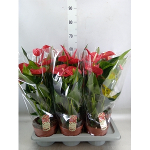 Anthurium andr. 'Felicita'