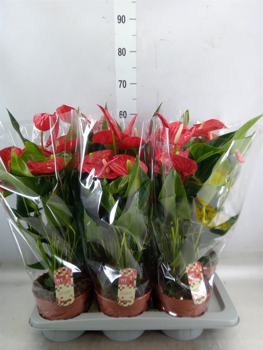 <h4>Anthurium andr. 'Felicita'</h4>