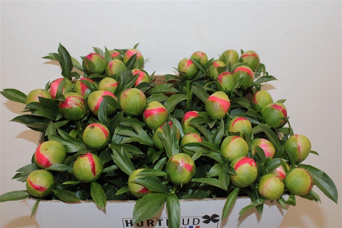 <h4>Paeo L Coral Sunset</h4>