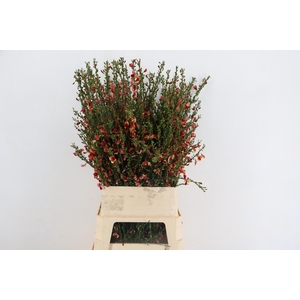 CYTISUS BOSKOOP RUBY SALMON/RED