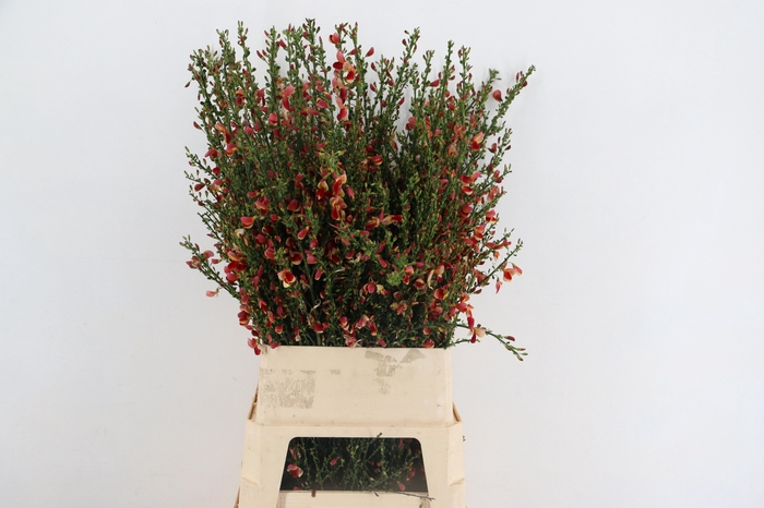 <h4>CYTISUS BOSKOOP RUBY SALMON/RED</h4>