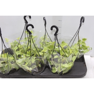 PEPEROMIA SCANDENS C13