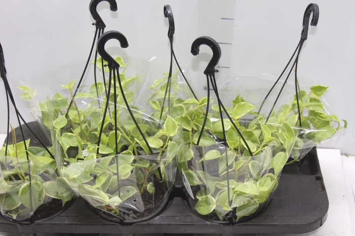 <h4>PEPEROMIA SCANDENS C13</h4>