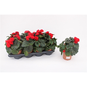 Begonia 'Glory Garden' Red