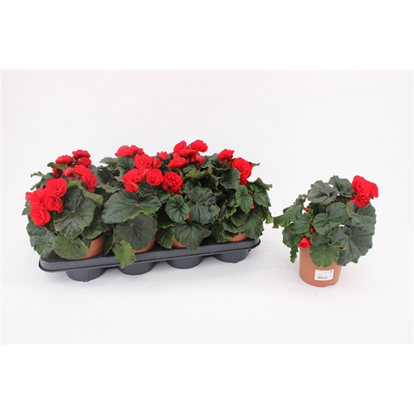 <h4>Begonia 'Glory Garden' Red</h4>