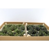 Wr Sierfruit Juniperus Dark Red 20cm