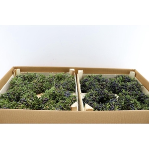 Wr Sierfruit Juniperus 20cm ( Melli)