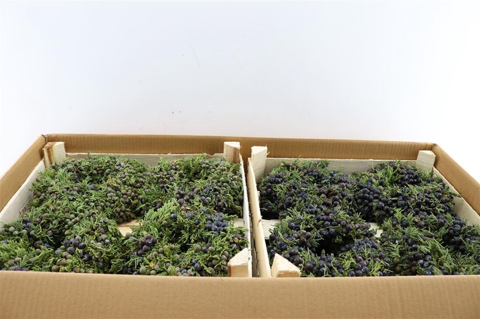 <h4>Wr Sierfruit Juniperus 20cm ( Melli)</h4>