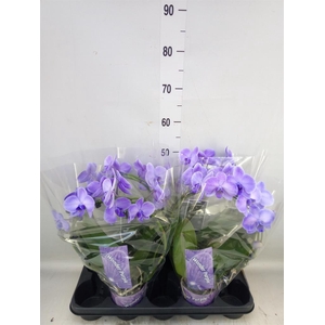 Phalaenopsis   ...
