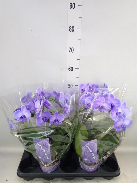 <h4>Phalaenopsis   ...</h4>