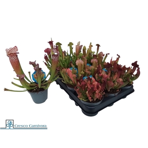 SARRACENIA OV