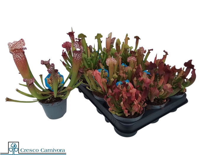 <h4>SARRACENIA OV</h4>