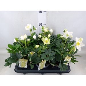 Helleborus niger 'Advent Star'