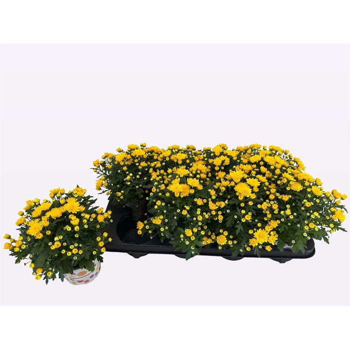 <h4>Chrysanthemum  'BloBeauty Yellow'</h4>