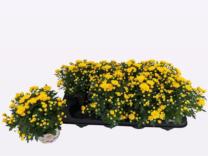 Chrysanthemum  'BloBeauty Yellow'