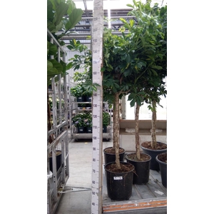 Schefflera arbor. 'Gold Capella'