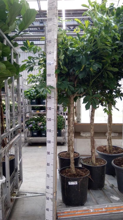 <h4>Schefflera arbor. 'Gold Capella'</h4>
