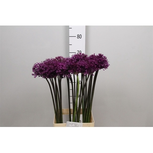 Allium Purple Sens