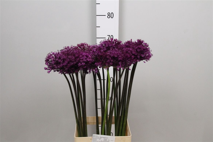 <h4>Allium Purple Sens</h4>