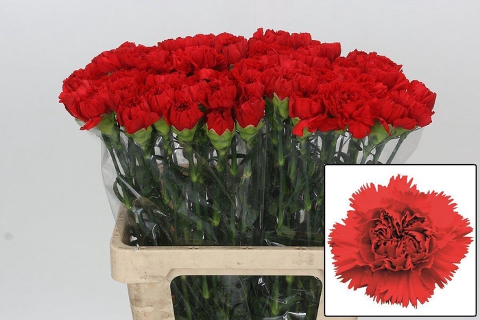 <h4>DI ST ARONA</h4>