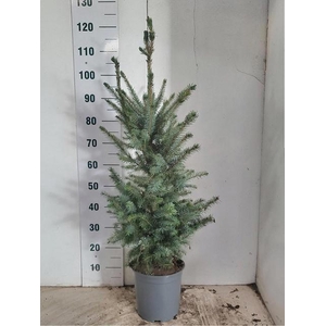 PICEA OMORIKA