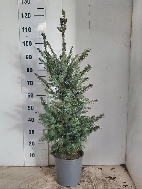 <h4>PICEA OMORIKA</h4>