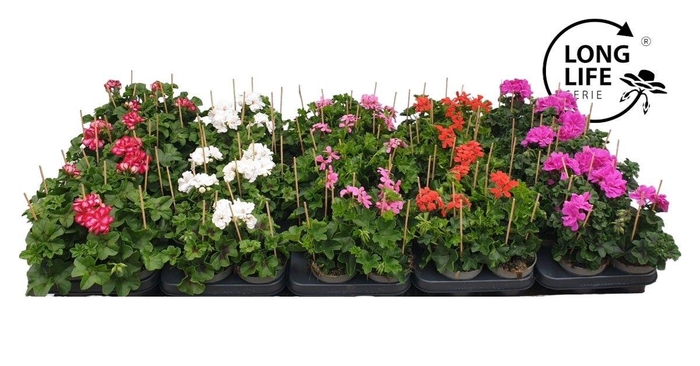 <h4>Pelargonium Peltatum Mix</h4>