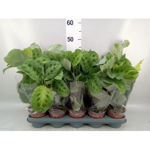 Maranta leuc. 'Fiesta'