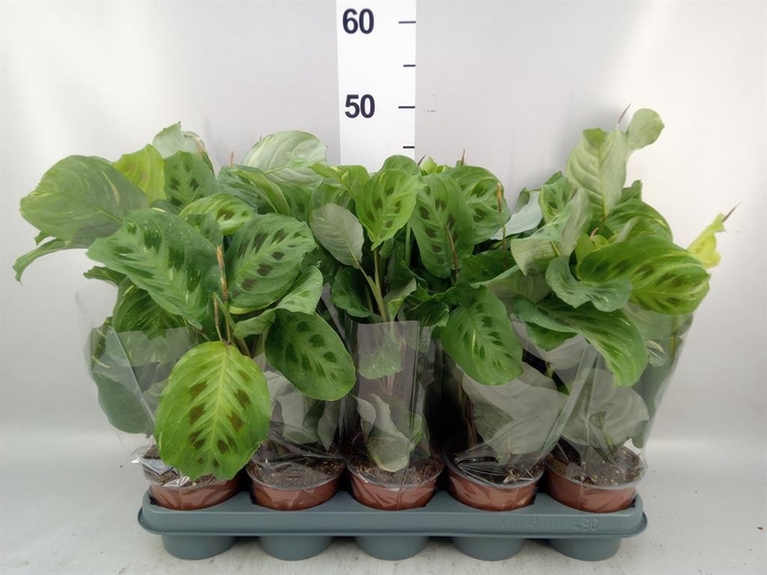 <h4>Maranta leuc. 'Fiesta'</h4>