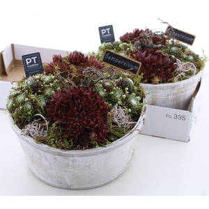 ARR SEMPERVIVUM