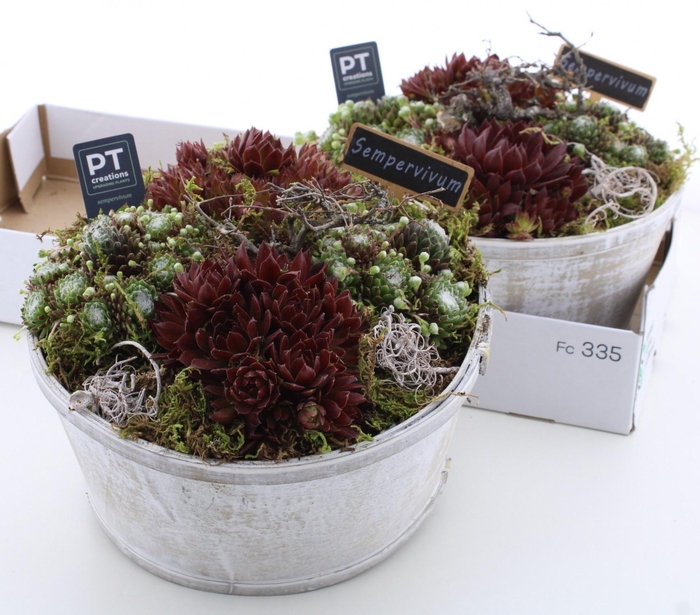 <h4>ARR SEMPERVIVUM</h4>