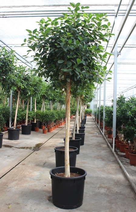<h4>Ficus Australis</h4>