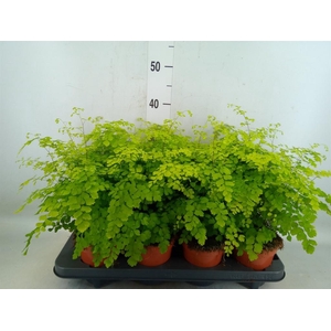 Adiantum raddi. 'Fragrans'