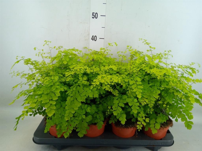 <h4>Adiantum raddi. 'Fragrans'</h4>