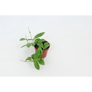 Hoya sp. UT208 12 cm