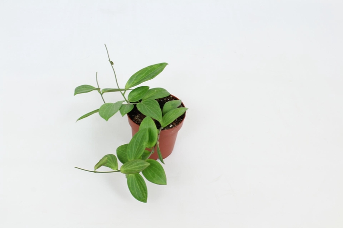 <h4>Hoya sp. UT208 12 cm</h4>