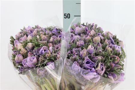 Anemone Poeder Milka