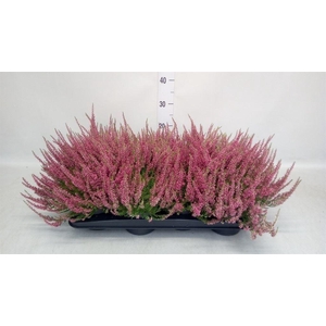 Calluna vulg. 'Garden G Athene'
