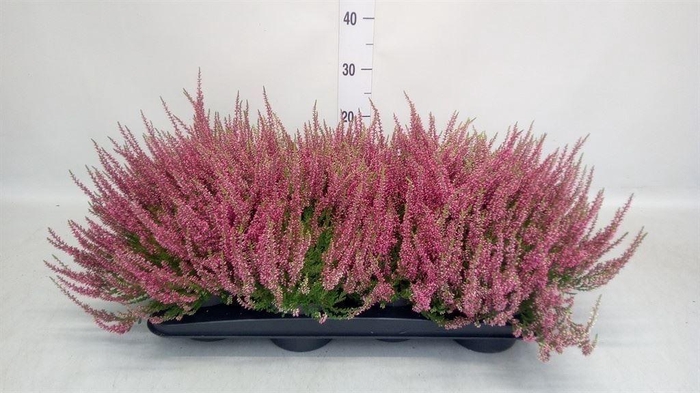 <h4>Calluna vulg. 'Garden G Athene'</h4>