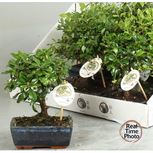 BONSAI GEM