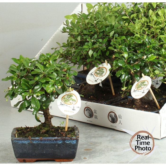<h4>BONSAI GEM</h4>