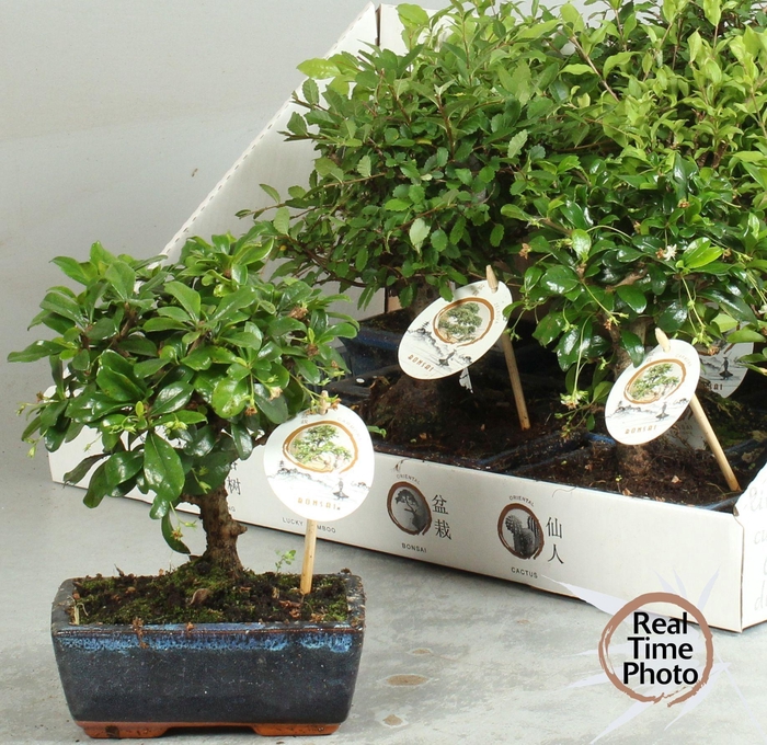 BONSAI GEM