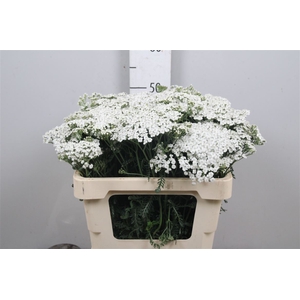 Achil M White Beauty