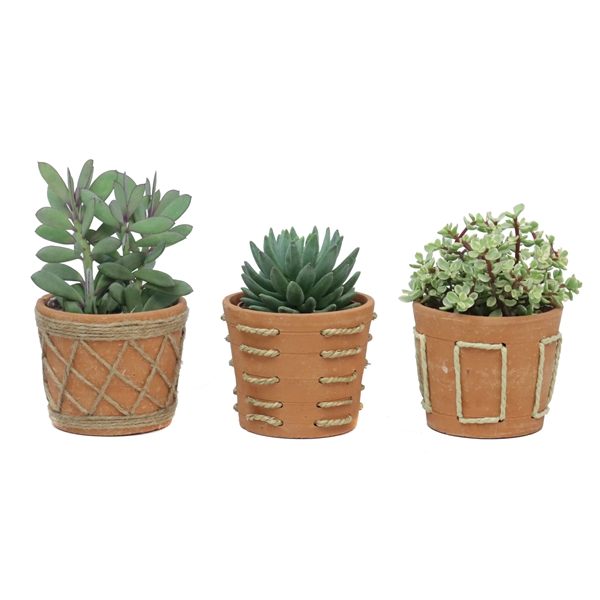 <h4>Succulent 12 cm in anaga pot</h4>